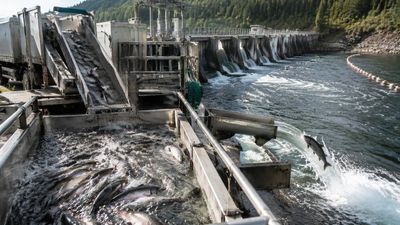 In 2012, PacifiCorp launched a trap-and-haul program to move adult salmon upstream past Merwin Dam. 14 years later, researchers found 2 stages in the system but 1 decisive bottleneck: young salmon failing to find the artificial current downstream