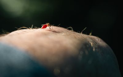 Idaho Confirms Its First West Nile Meningitis Case of the Season in a Canyon County Resident Over 65