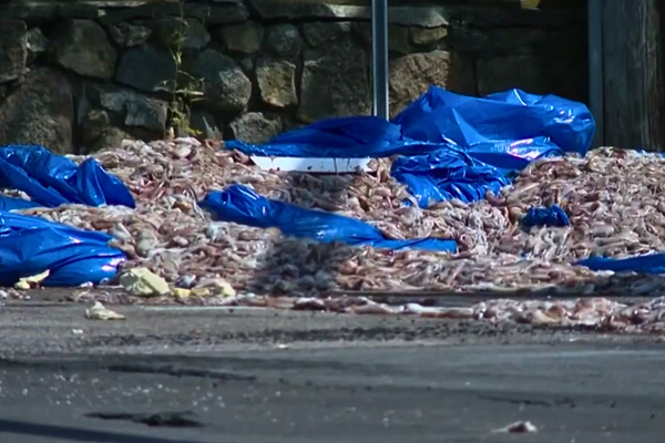 'Squidpocalypse': 20 Tons of Squid Spill Across US Road, Blocking Traffic for Eight Hours