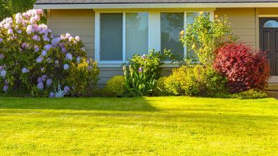 Sow These Grasses for a Drought-Tolerant Lawn That Looks Great Even in the Heat