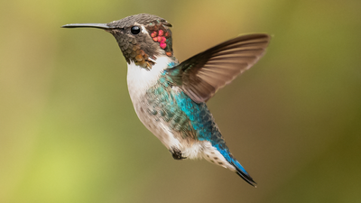 Want to attract hummingbirds to your yard? It turns out there's a sweet spot for hanging your feeder