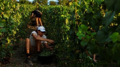 French winegrowers begin record early harvest as heat and drought bite
