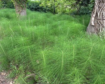 Country diary: All hail the horsetail, a plant that could survive anything