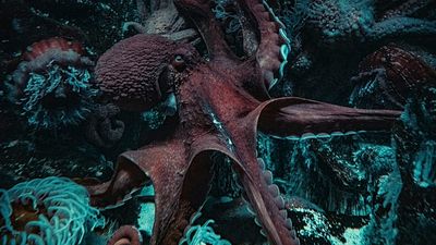 ‘A formidable predator’: Italian scientists relying on octopuses to get blue crab populations in check