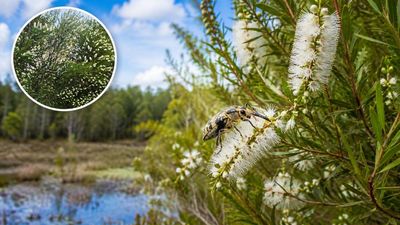 In 1997, Florida released Australian insects to fight an invasive tree. Nearly three decades later, its invaded range has fallen by about 75%
