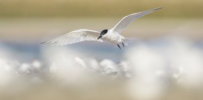 The first wave of bird flu is the worst: what Australia can learn from overseas