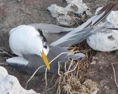 More than 1,000 birds found dead in three mass mortality events amid ‘significant’ H5 escalation in Australia