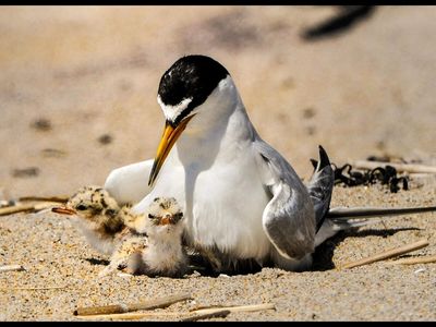 When a tropical cyclone hit Florida’s Gulf coast in July 2026, sea turtles weren’t the only victims: The world’s smallest tern was raising young on Pensacola beach when seawater inundated its nesting grounds