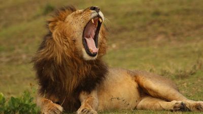 How to watch 'Lion' online — stream the Jon Favreau nature documentary from anywhere