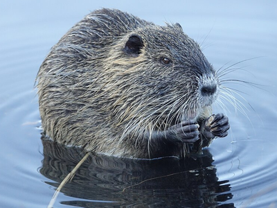 During World War II, Japan imported 150 South American nutria for military fur; after mass escapes and releases, their descendants spread across at least 19 prefectures and dug through rice fields and reservoir banks