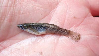 In 1916, Japan released American mosquitofish to control disease-carrying mosquitoes; they spread across much of the country, attacking Medaka and eating their young