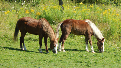 In 1760, a Boston merchant left horses on a treeless island in the Atlantic: More than 250 years later, around 500 wild descendants still survive without human care