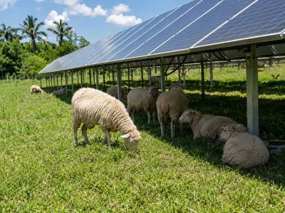 In a 2023 Brazilian study, sheep under photovoltaic panels experienced 30% less radiant heat and up to 8°C lower wool-surface temperatures