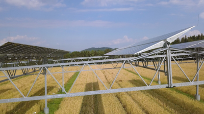 In 2022, South Korean researchers grew broccoli beneath solar panels; yield fell around 20%, but consumers preferred its greener appearance