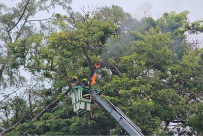 Students injured by swarming bees