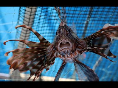 In 1985, the first invasive lionfish spotted off Florida after aquarium release; in three decades, they spread from Gulf of Mexico to the southern Caribbean