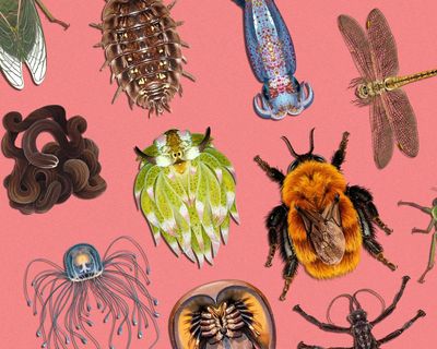 Winner of Invertebrate of the Year 2026 crowned – and it is the size of a grain of rice