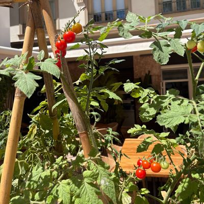 4 ways to revive your tomato plants this August – help wilted plants bounce back and save your harvests