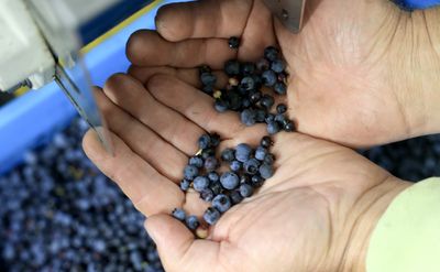 Publix Frozen Berry Recall Now Carries the FDA's Most Serious Risk Classification After 12 E. coli Cases