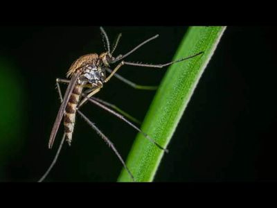 In 2009, researchers acquired a laboratory colony of Aedes aegypti in Delhi and kept it without insecticide pressure. 17 years later, 10 micrograms killed 97.91% of females, yet survivors rapidly activated detoxification enzymes