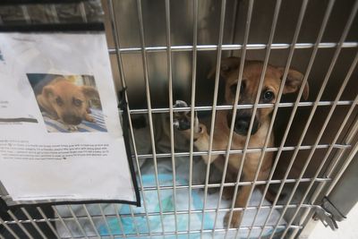 Pet adoptions halted as US state races to stop spread of New World screwworm