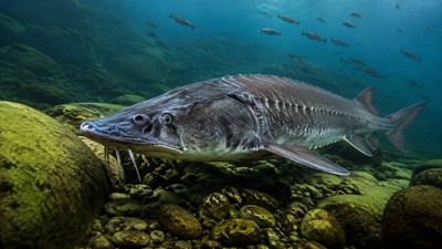 Earlier this year, Michigan researchers analyzed lake sturgeon records spanning decades. 300 years later, their findings point to fish still living around the Great lakes for nearly 3 centuries