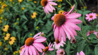 The One Thing Pro Gardeners Do in August to Keep Their Borders Looking Fresh Until Fall – And Most People Forget About It