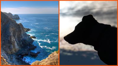 Fishermen set sail in Baja California. Then, a mile from shore, they spot something unexpected: a dog swimming for its life in the waves
