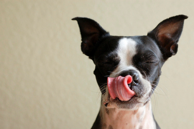 'There's Not Conclusive Evidence': Years Responds as 192 Dog Eye Cases Reported Amid Food Recall