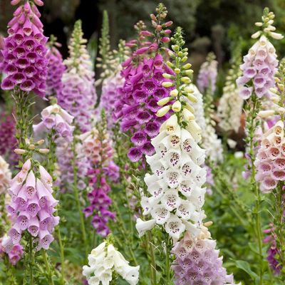 5 plants to collect seeds from in August for free flowers next year – don't let them go to waste by storing them now