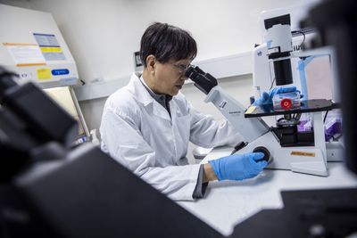A Mouse Cortex Grown in a Dish Made All the Right Cells, but Its Stem Cells Lost Their Timing and Their Range