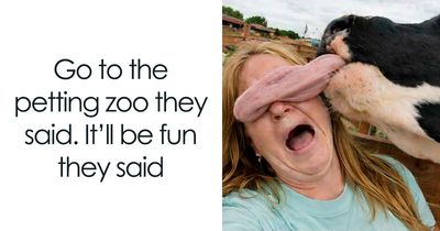 97 Animal Memes To Make Your Day Way Brighter And Better
