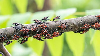Spotted lanternfly season is at its peak — 3 free DIY ways to stop them today