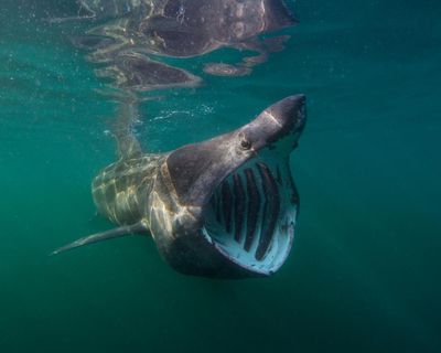 Country diary: Ten tonnes of solid muscle, basking sharks are booming here once again