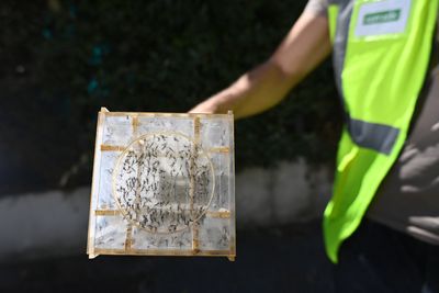 New York City Reports Its First West Nile Case as Infected Mosquito Pools Nearly Double from Last Summer