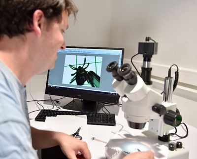Thirty-Five Years of Forest Data Suggest Acorn Crops Predict Lyme Risk Better Than Deer Counts Do