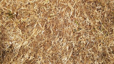 Yellow lawn looking dead? Grab a screwdriver and a fork this weekend