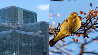In 2014, New York completed the Javits Center’s bird-safe renovation and green roof; bird collisions fell by more than 90%, while 65 species later used the roof