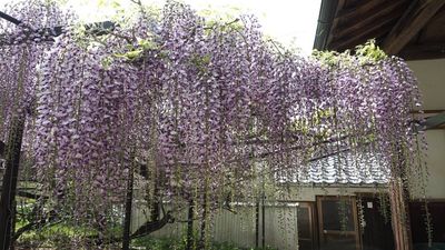 Around 1830, America imported Japanese wisteria for its hanging purple flowers; the vigorous vines can now smother trees and compete with native vegetation