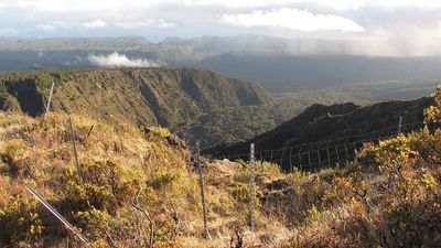 Hawaii fenced the summit of Haleakalā against goats and pigs; native plants recovered inside while grazing continued outside