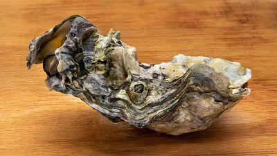 In the 1920s, America turned to Japanese oysters as its native industry declined; their descendants now support a Pacific Northwest shellfish industry worth over $270 million