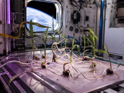 NASA germinated corn seeds during spaceflight; seedlings showed altered root growth and twisted shoot patterns in microgravity
