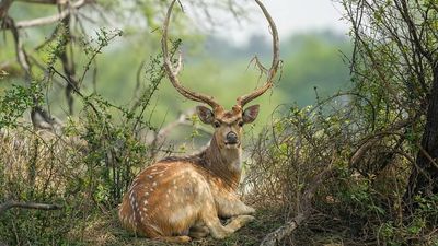 In 1932, Texas ranchers introduced axis deer from India for fenced hunting; the deer later escaped and spread across the Edwards Plateau