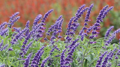 The One Plant to Grow Now for Migrating Hummingbirds – It's Drought-Tolerant, Aromatic, and Blooms Until Frost