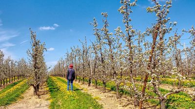 In 2020, Belgium raised semi-transparent solar panels above a working pear orchard; pear yields fell 15%, but combined land-use efficiency reached 44% higher