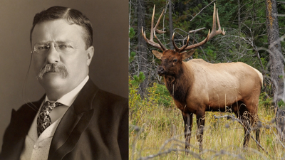 In 1905, Theodore Roosevelt sent New Zealand 20 elk for sport, and their hybrid descendants are still at the centre of a conservation debate