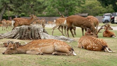 In the Early 1900s, a Maryland landowner released just five or six Japanese sika deer, and their descendants spread across four counties and Assateague Island