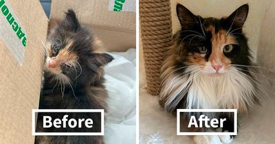 “Cat Grows”: 21 New Side-By-Side Comparisons Of Cats Now And When They Were Little