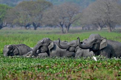 Indian court orders new steps to protect elephants