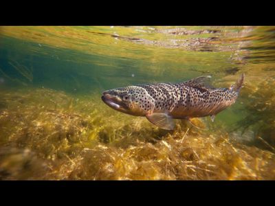 In 1990, Utah officials killed more than 99% of the fish in a 17,000-acre reservoir; years later, it became a top trout fishery